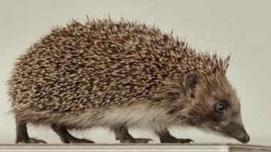 Küçük bir kirpi, beyaz bir arka planda masanın etrafında koşup çıkış yolu arıyor. Kinayeli.