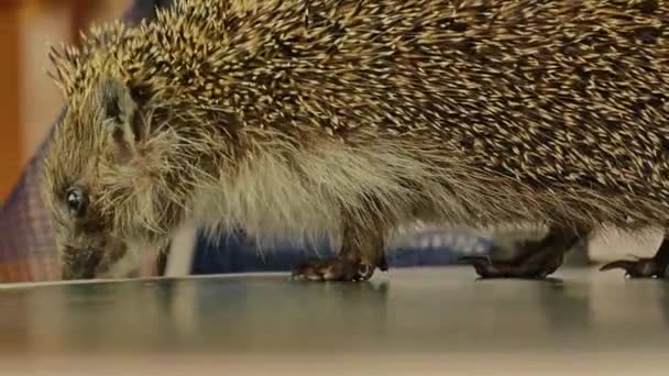 Malý ježek si hraje s hračkami doma. Šňupání, rvačky, okousávání. — Stock video