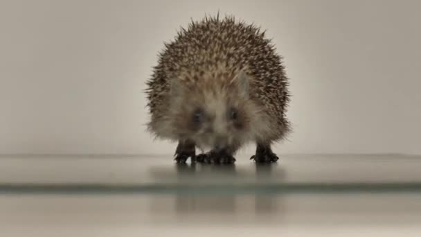 A small hedgehog runs around the table on a white background in search of an exit. Allegory. — Stock Video