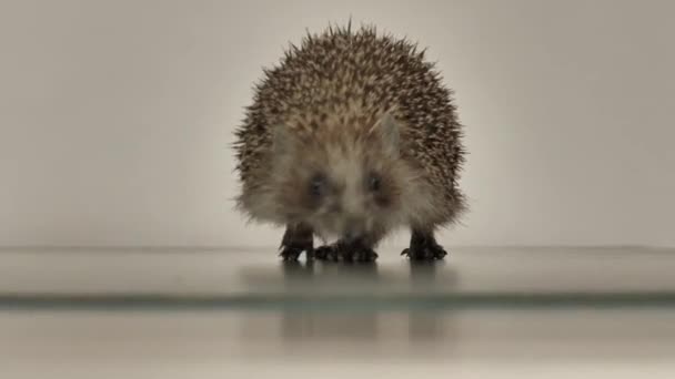 Een kleine egel loopt rond de tafel op een witte achtergrond op zoek naar een uitgang. Allegorie. — Stockvideo