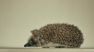 Küçük bir kirpi, beyaz bir arka planda masanın etrafında koşup çıkış yolu arıyor. Kinayeli.