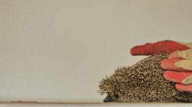 Küçük bir kirpi, beyaz bir arka planda masanın etrafında koşup çıkış yolu arıyor. Kinayeli.