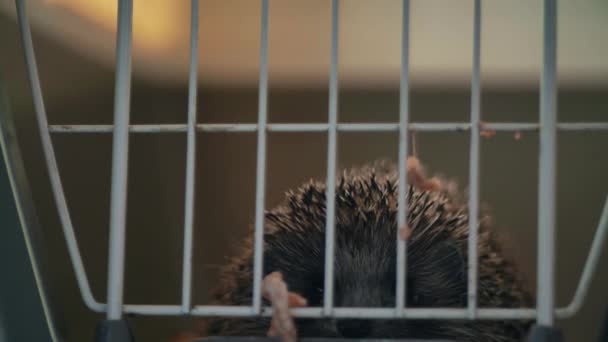 Un petit hérisson est assis dans une cage. Il passe sa nourriture dans les bars. . — Video