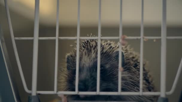 Malý ježek sedí v kleci. Dostane jídlo přes mříže.. — Stock video