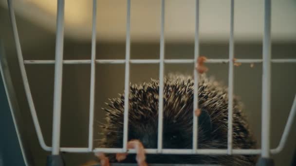 Un petit hérisson est assis dans une cage. Il passe sa nourriture dans les bars. . — Video