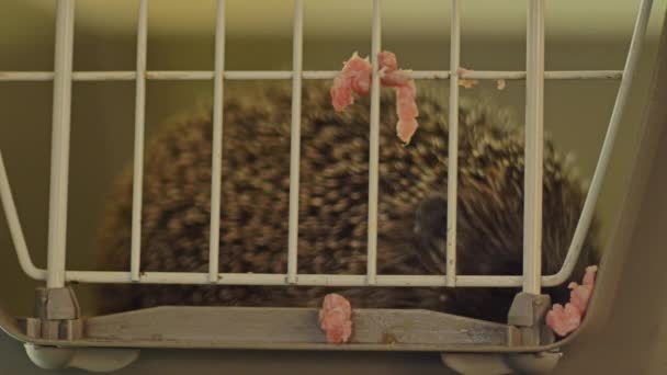 小さなハリネズミが檻の中に座っている。バーで食料を手に入れた. — ストック動画