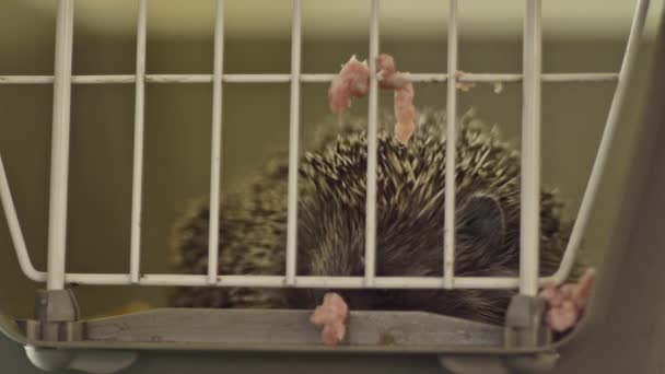 Un petit hérisson est assis dans une cage. Il passe sa nourriture dans les bars. . — Video