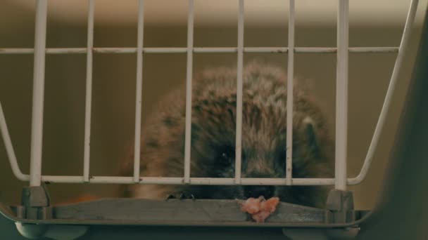 Ένας μικρός σκαντζόχοιρος κάθεται σε ένα κλουβί. Παίρνει το φαγητό του από τα κάγκελα.. — Αρχείο Βίντεο