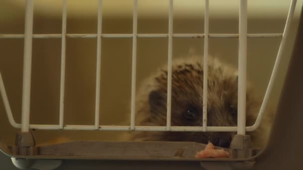 Een kleine egel zit in een kooi. Hij haalt zijn eten door de tralies.. — Stockvideo