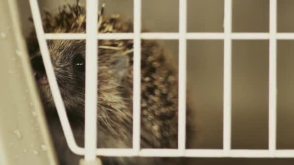 Un erizo pequeño está sentado en una jaula. Él consigue su comida a través de las barras . — Vídeos de Stock