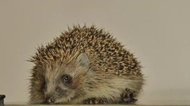 Küçük bir kirpi, beyaz bir arka planda masanın etrafında koşup çıkış yolu arıyor. Kinayeli.