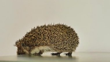 Evde oyuncaklarla oynayan küçük kirpi. Horluyor, kavga ediyor, ısırıyor..