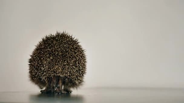 Een kleine egel loopt rond de tafel op een witte achtergrond op zoek naar een uitgang. Allegorie. — Stockvideo