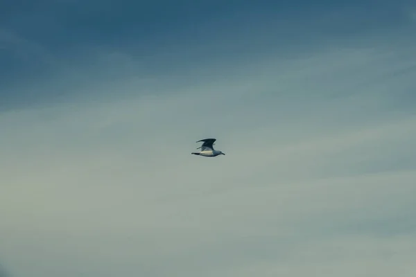 Vol Oiseau Mouette Sur Navire — Photo