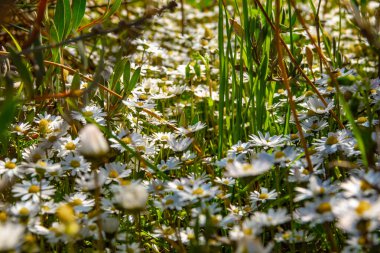 Bir bahar çayırında papatyalar.