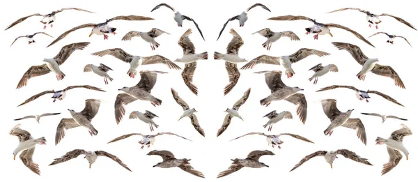 Seagulls Fåglar Ligger Isolerad Vit Bakgrund — Stockfoto
