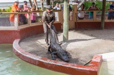 Everglades, Florida, Amerika Birleşik Devletleri - 8 Aralık 2016: Timsah Florida Everglades Park 8 Aralık 2016 üzerinde göster.