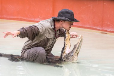 Everglades, Florida, Amerika Birleşik Devletleri - 8 Aralık 2016: Timsah Florida Everglades Park 8 Aralık 2016 üzerinde göster.