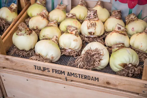 Hollanda Amsterdam Famouse Çiçek Pazarı — Stok fotoğraf