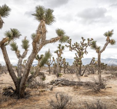 ABD'de doygunluğu azaltılmış çöl manzarası