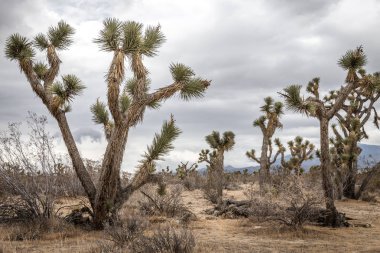 ABD'de doygunluğu azaltılmış çöl manzarası