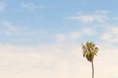 Mavi gökyüzü arka planında palmiye ağaçları
