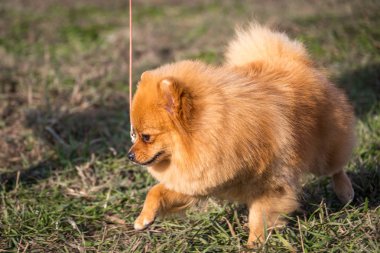 Portre sevimli pomeranian spitz köpek