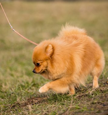 Portre sevimli pomeranian spitz köpek