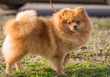 Portre sevimli pomeranian spitz köpek