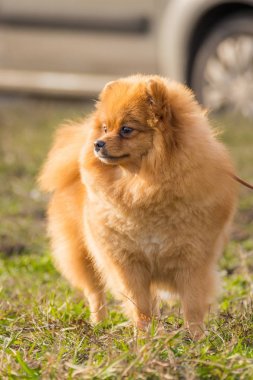 Portre sevimli pomeranian spitz köpek