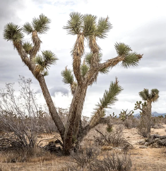 Paysage Désertique Dénaturé Aux États Unis — Photo