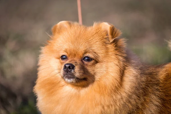 Portre Sevimli Pomeranian Spitz Köpek — Stok fotoğraf