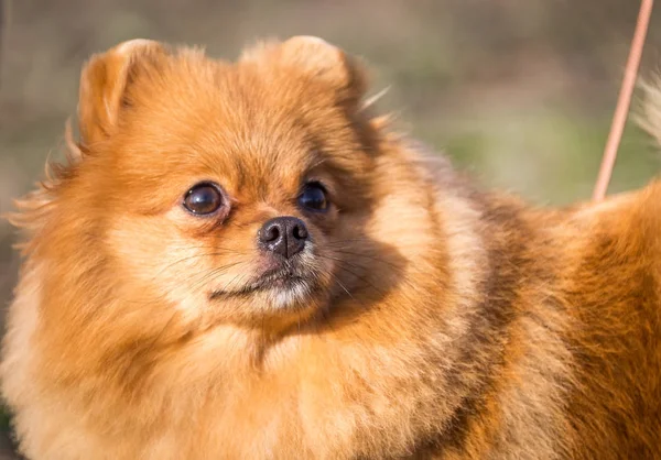 Portrait Chien Spitz Poméranien Mignon — Photo