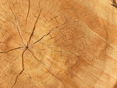 Ahşap doku arka plan. Ağaç gövdesi ile yaş halkaları closeup