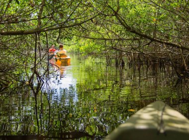 Everglades ulusal park, Florida, ABD mangrov tünellerde Kayak