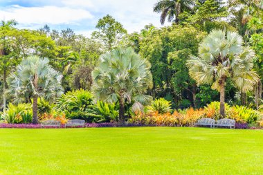 Güzel çimleri ve palmiyeleri olan güzel bir bahçe.