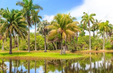 Fairchild tropikal Botanik Bahçesi, Miami, Fl, Usa
