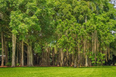 Güzel Banyan ağacı ve yeşil çim