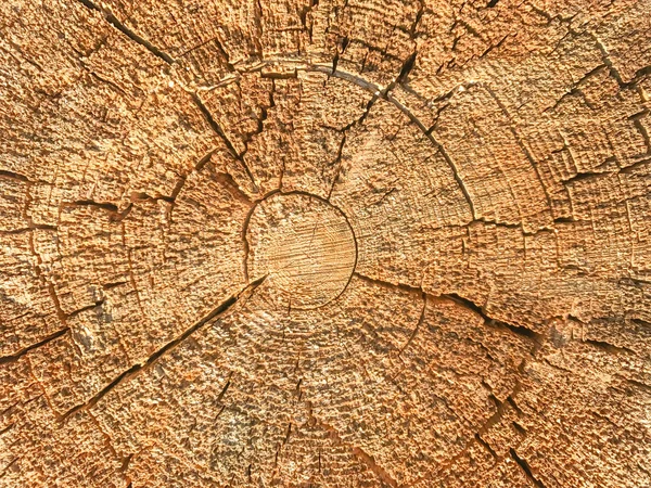 木製テクスチャの背景 年齢リングと木の幹のクローズ アップ — ストック写真
