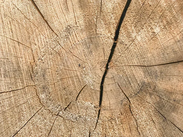 Background Wooden Texture Closeup Tree Trunk Age Rings — Stock Photo, Image
