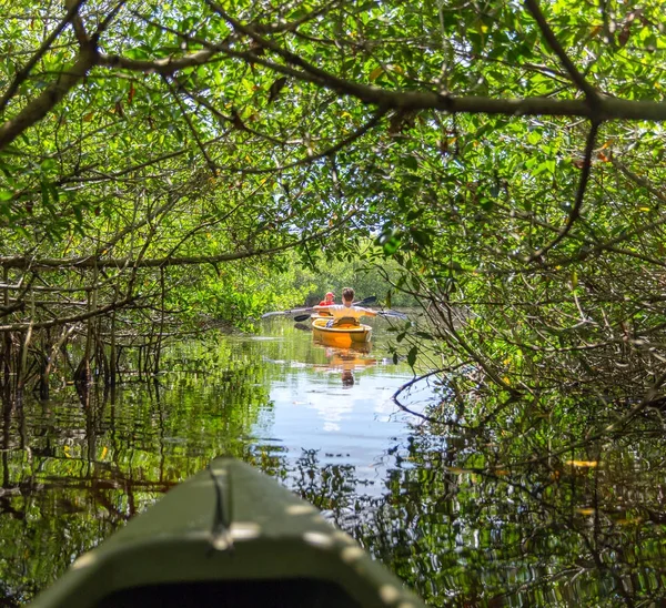 Canoë Kayak Dans Les Tunnels Mangrove Dans Parc National Des — Photo