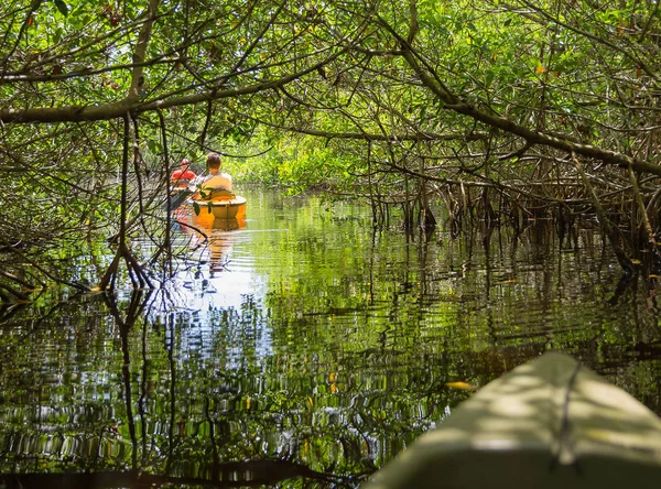 Spływy Kajakowe Tunelach Mangrowe Everglades National Park Floryda Usa — Zdjęcie stockowe