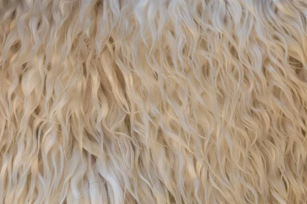 Natürliche Schafwolle Textur Nahaufnahme Für Hintergrund — Stockfoto