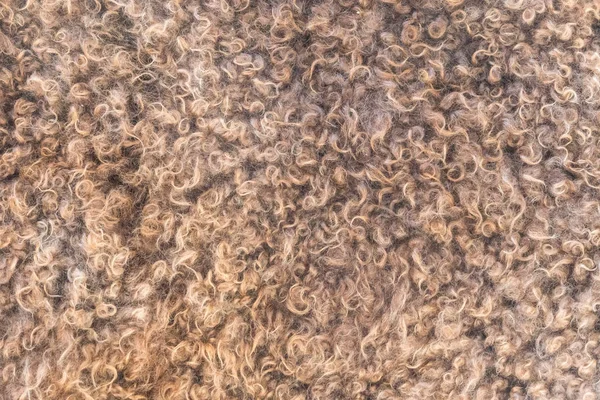 Natural Sheep Wool Texture Closeup Background — Stock Photo, Image