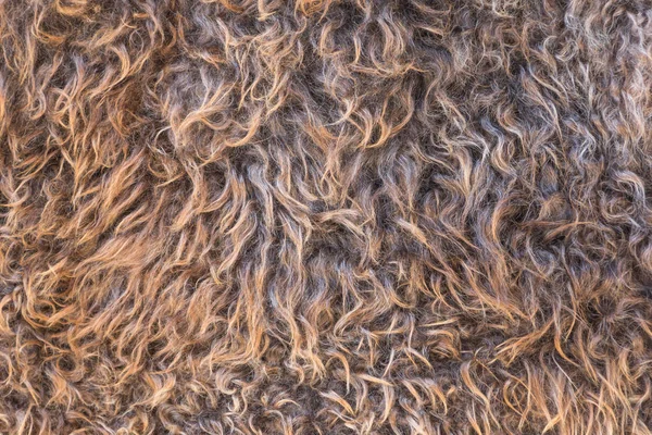 背景の自然羊ウール テクスチャ クローズ アップ — ストック写真