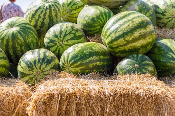 Pile Green Organic Ripe Watermelons Straw Farmers Market Fruit Background — Stock Photo, Image