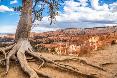 Bryce canyon, ABD büyük kökleri ile ağacı
