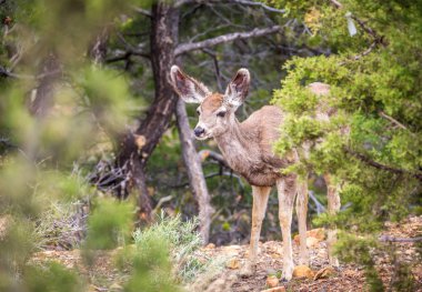 ABD orman genç geyik