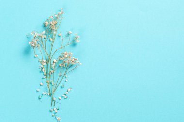 Çiçek kompozisyonu. Pastel mavi arka planda çingene çiçekleri. Düz konum, üst görünüm, kopyalama alanı