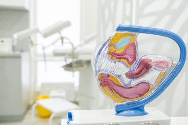 Kadın üreme organının anatomik modeli üzerinde rahmin anatomisi, fallop tüpleri ve yumurtalıkları.